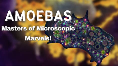  Amoeba! The Humble Shape-Shifter With Microscopic Marvels