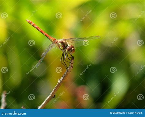  Dragonfly: บินได้รวดเร็วราวสายฟ้า แล่นหลบหนีผู้ล่าด้วยลีลาสุดเก๋