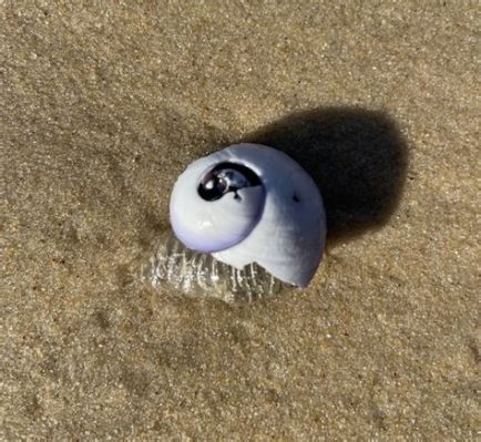 Sagittifera! A Microscopic Arrowhead Hiding Treasures in the Sea Sand