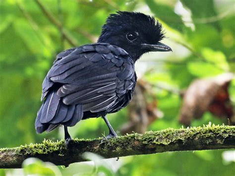  Umbrellabird: 