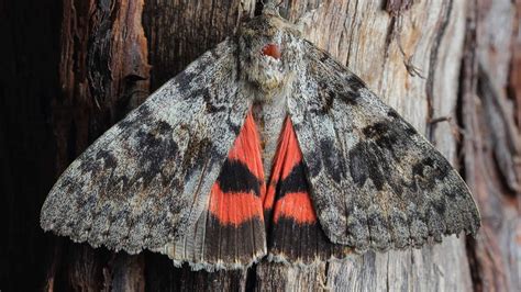  Undermining Expectations! Unveiling the Ubiquitous Underwing Moth: A Master of Camouflage and Nocturnal Flight