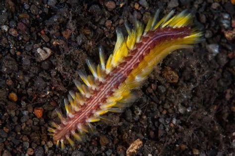  Worm-Like Bristle Worm: Can This Curious Crawling Creature Predict the Weather?