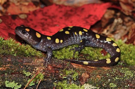 Yellow-Spotted Salamander: A Master of Disguise Who Thrives in Cool, Moist Environments!