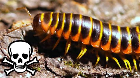   cyanide millipede! The Miniature Armored Tank That Roams Your Backyard