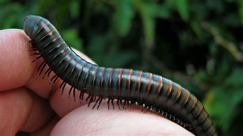  Flatback Millipede: Can You Believe This Many Legs Are Real?