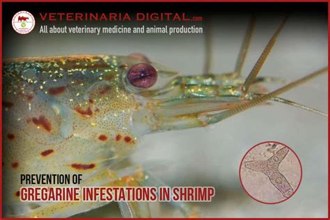  Gregarines: Tiny Parasites With a Huge Appetite for Invertebrates!