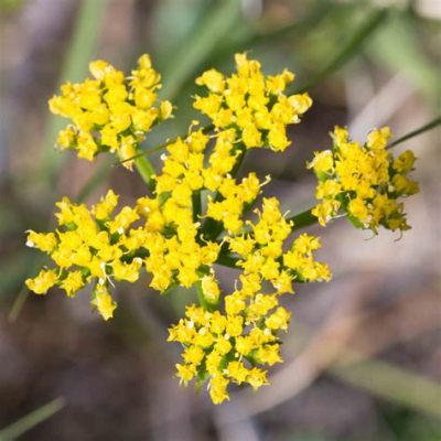  Lomatium! This Tiny Ciliary Mastermind Can Move 10 Times Its Body Length Per Second