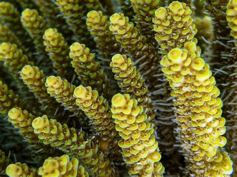  Millepora! A Tiny Marine Marvel That Dances With Coral