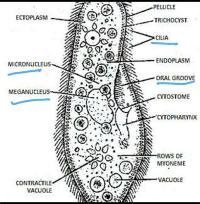 Myonima:  Swimming Ciliates With Two Oral Groove-Like Structures That Lead To Its Mouth!