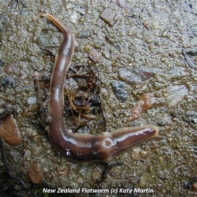  Quadrilobulus: Can This Tiny Flatworm Be Your Next Pet (Maybe Not!)