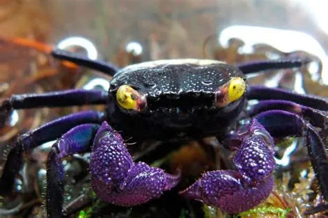  Vampire Crab:  A Tiny Terror of the Deep with Claws More Deadly Than It Looks!