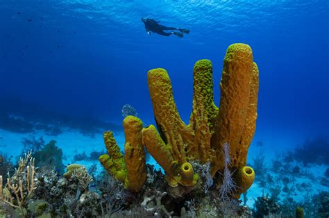  Yellow Barrel Sponge! A Filter-Feeding Fortress of the Deep Sea